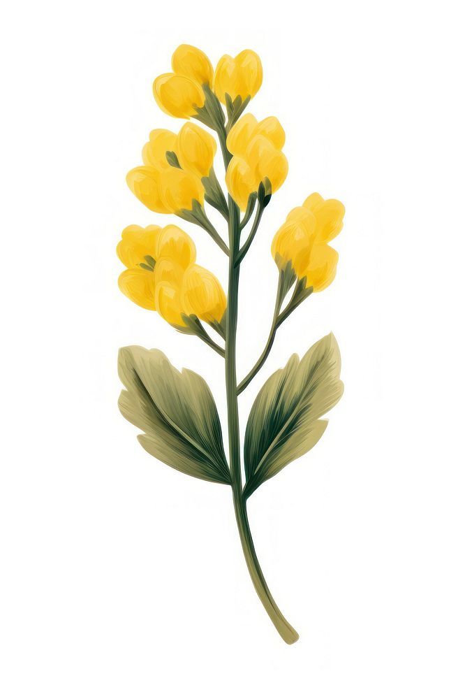 Yellow flowers brush plant white background. AI generated Image by rawpixel.