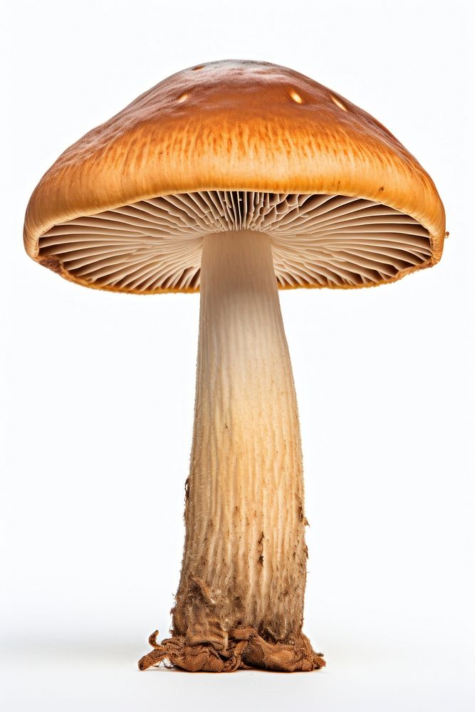 Mushroom fungus agaric plant