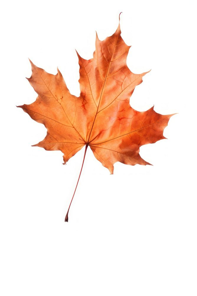 Fall maple plant leaf. AI generated Image by rawpixel.