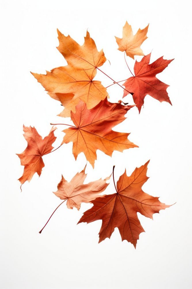 Fall maple plant leaf. AI generated Image by rawpixel.