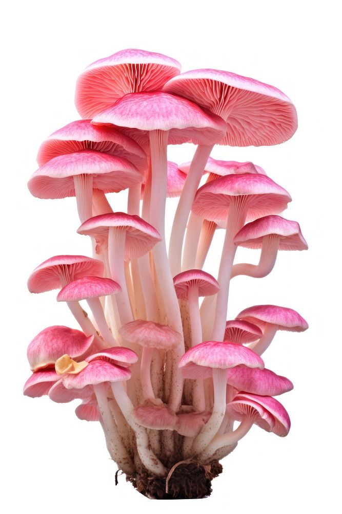 Pink mushrooms fungus agaric plant. AI generated Image by rawpixel.
