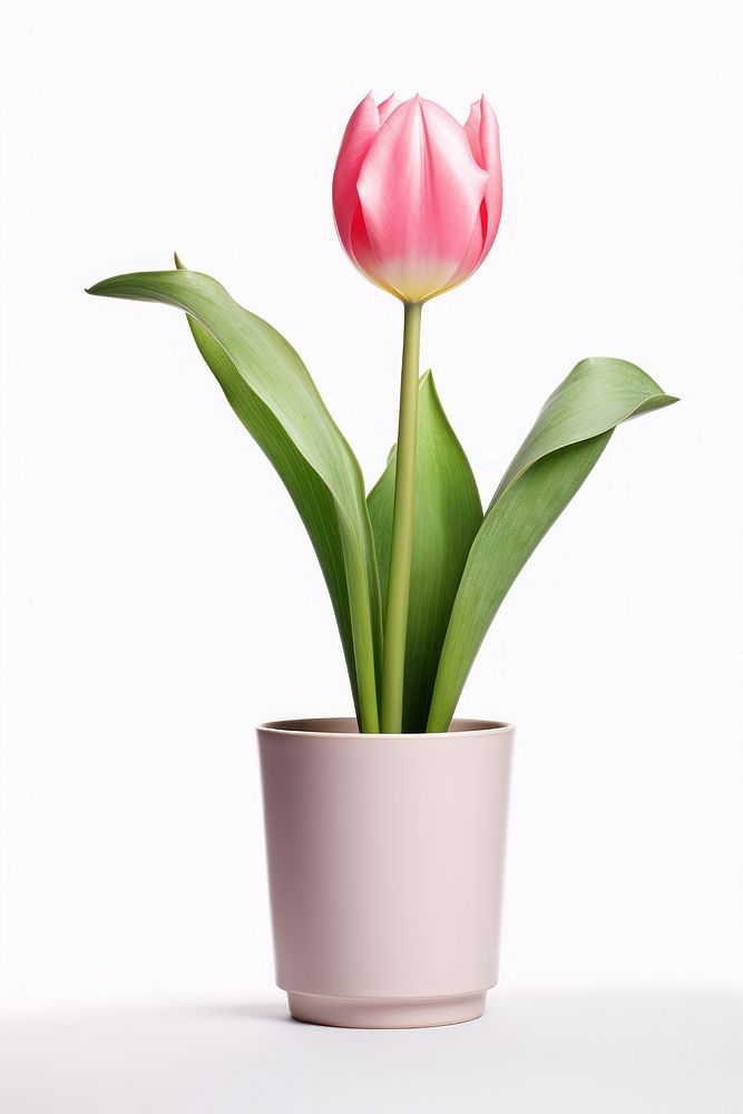 Tulip flower plant white vase. AI generated Image by rawpixel.