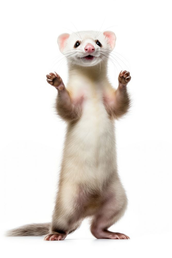 Happy smiling ferret dance wildlife | Free Photo - rawpixel