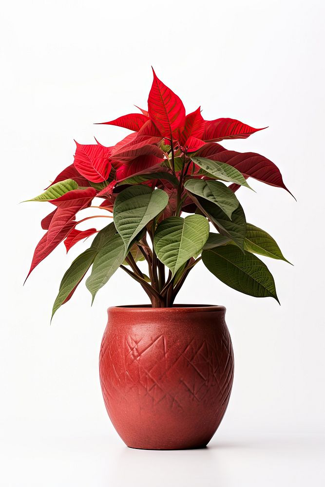 Flower plant vase leaf. AI generated Image by rawpixel.
