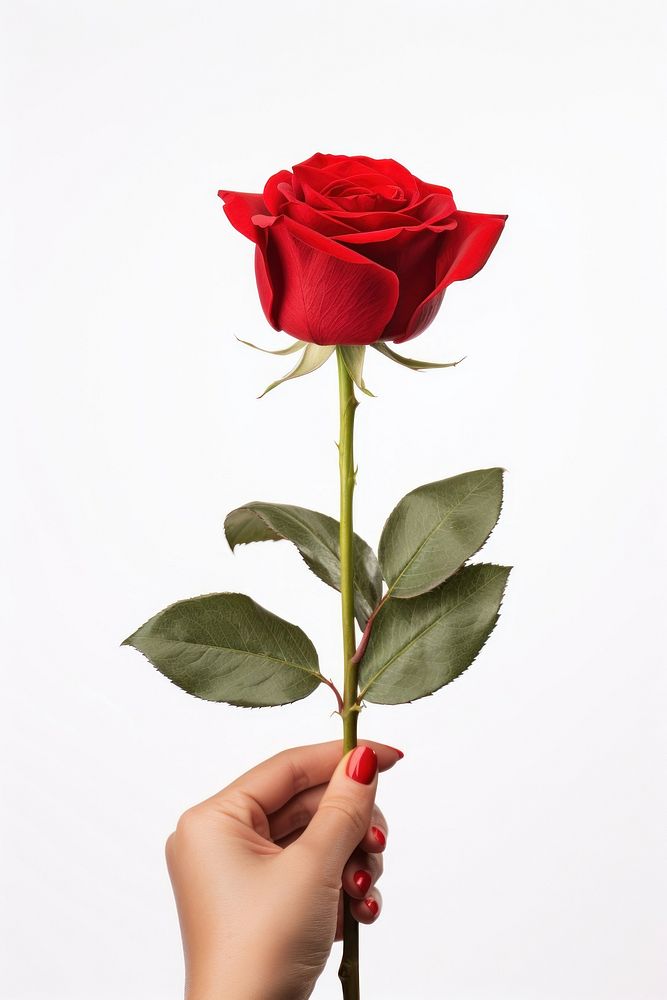 Hand holding red rose flower plant white background. AI generated Image by rawpixel.