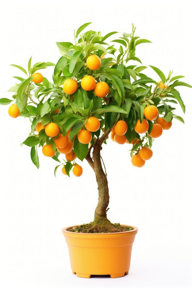 Kumquat tree grapefruit bonsai plant. AI generated Image by rawpixel.