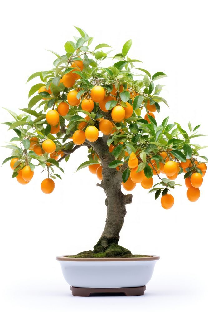 Kumquat tree bonsai plant fruit. AI generated Image by rawpixel.