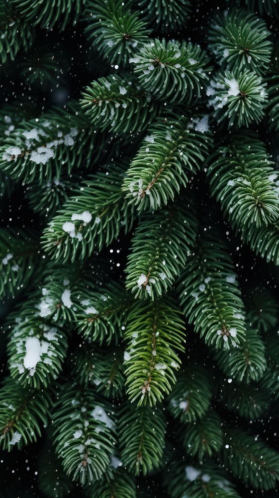 Christmas fir tree textured plant snow pine. AI generated Image by rawpixel.