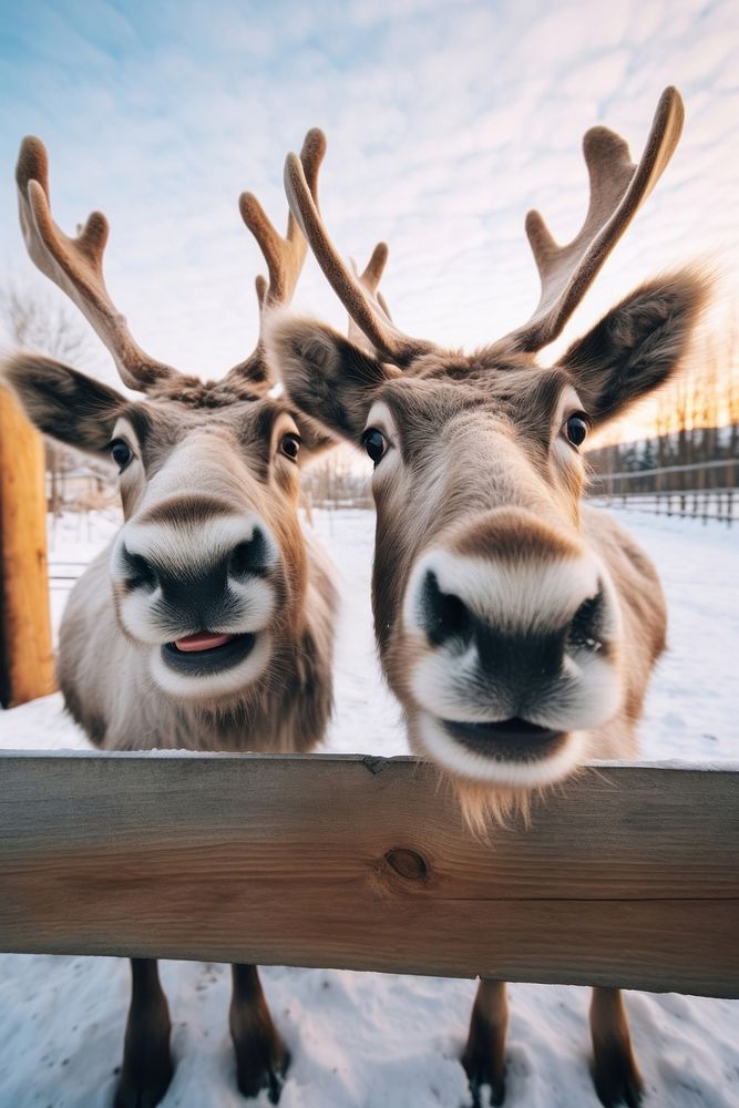 Reindeer wildlife mammal animal. AI generated Image by rawpixel.