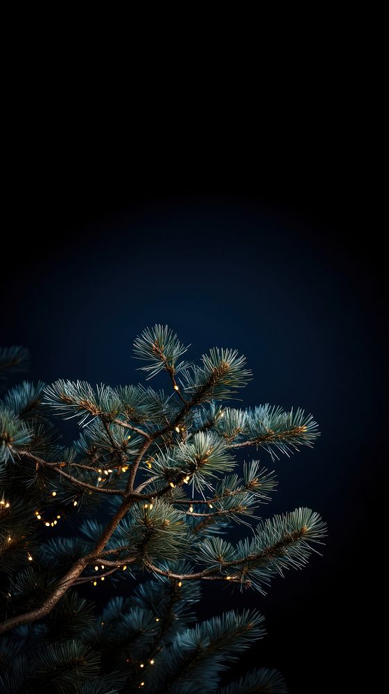 Pine tree christmas outdoors nature. AI generated Image by rawpixel.