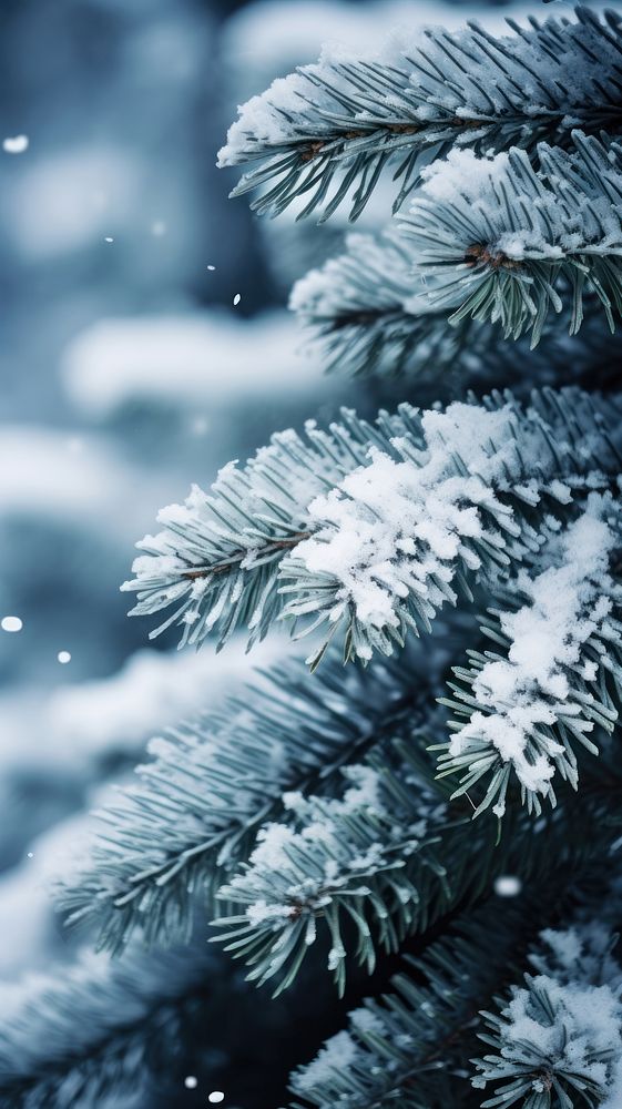 Snow tree christmas outdoors. AI generated Image by rawpixel.
