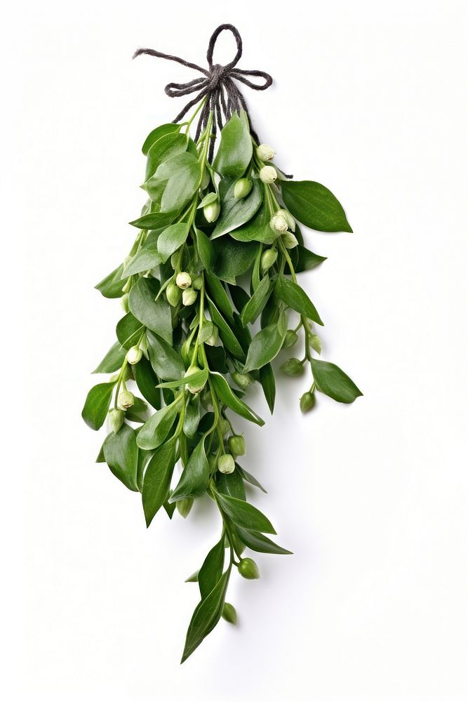 Hanging plant herbs leaf. AI generated Image by rawpixel.