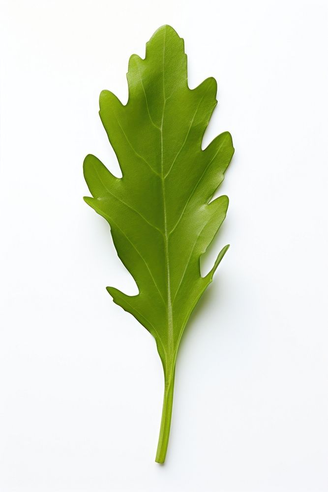 One arugula leaf vegetable plant food. AI generated Image by rawpixel.