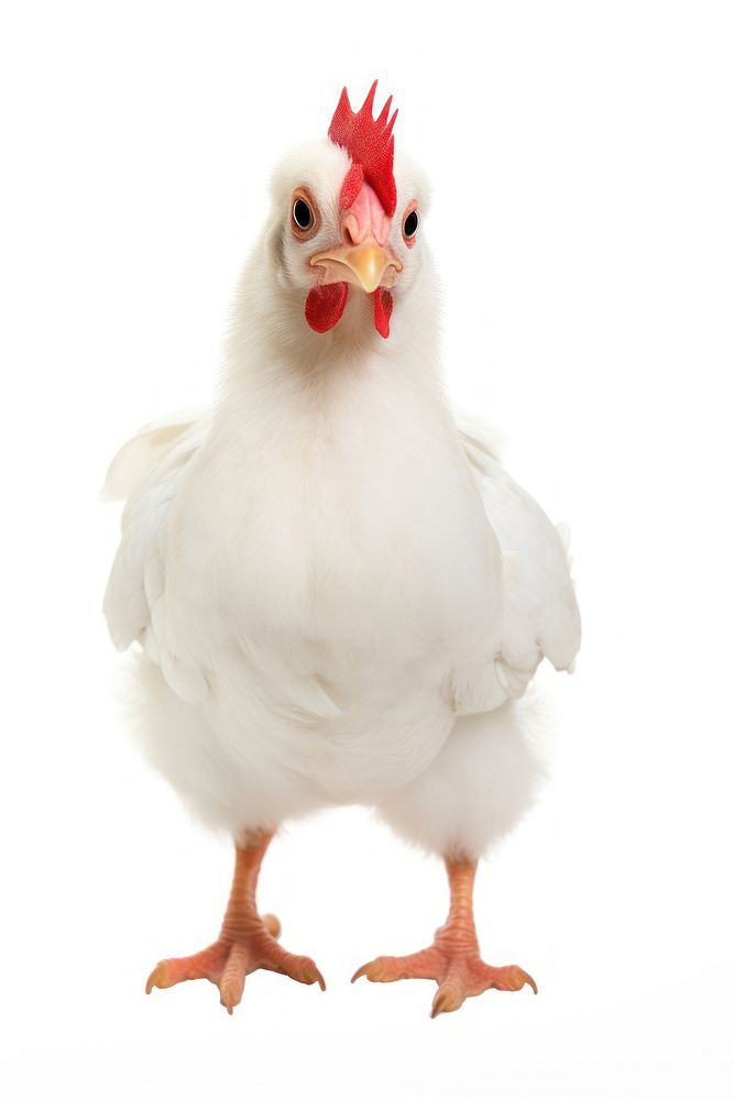 White chicken poultry animal bird. AI generated Image by rawpixel.
