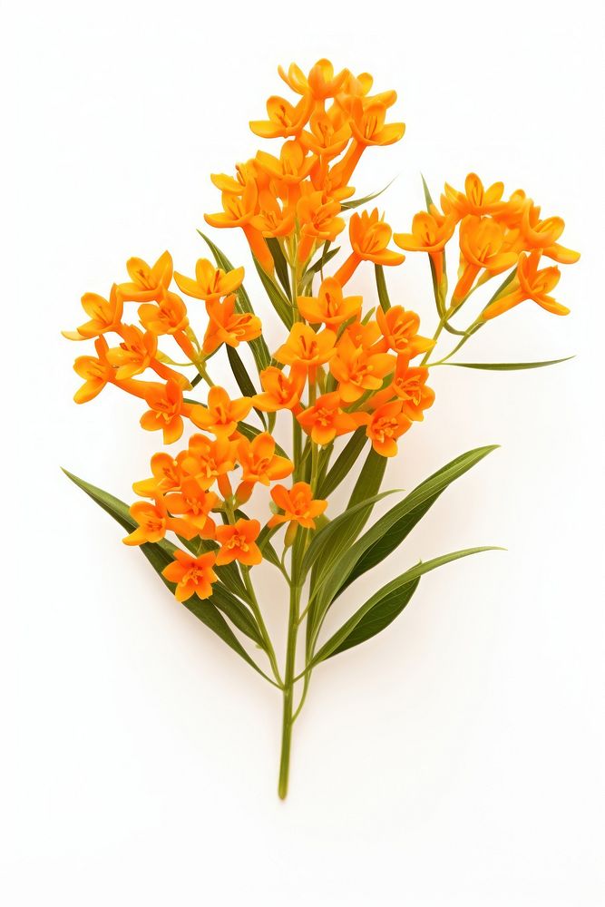 Butterfly weed flower plant petal. AI generated Image by rawpixel.