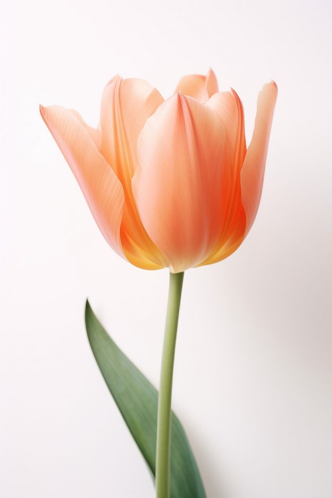 Orange Ballerina Tulip tulip flower petal. AI generated Image by rawpixel.