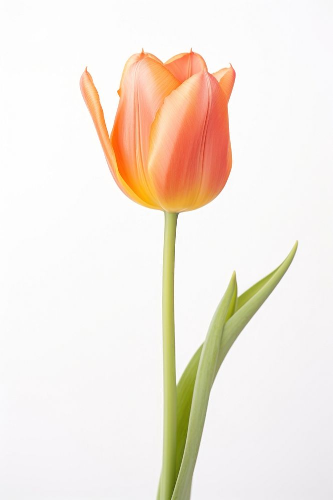 Orange Ballerina Tulip tulip flower plant. AI generated Image by rawpixel.