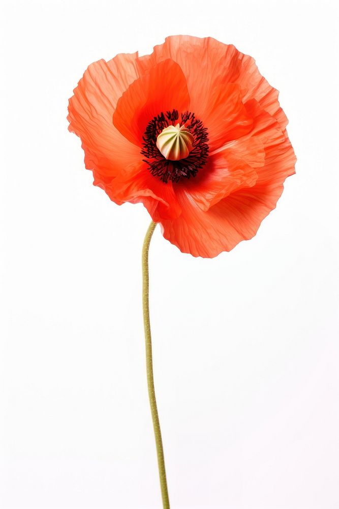 Oriental poppy flower plant white background. AI generated Image by rawpixel.