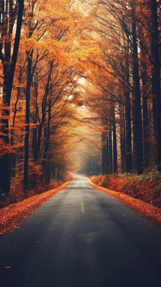 Autumn outdoors nature road