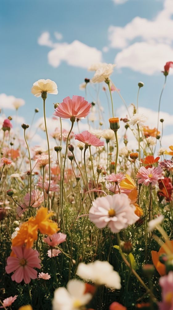 Flower field landscape outdoors blossom. AI generated Image by rawpixel.