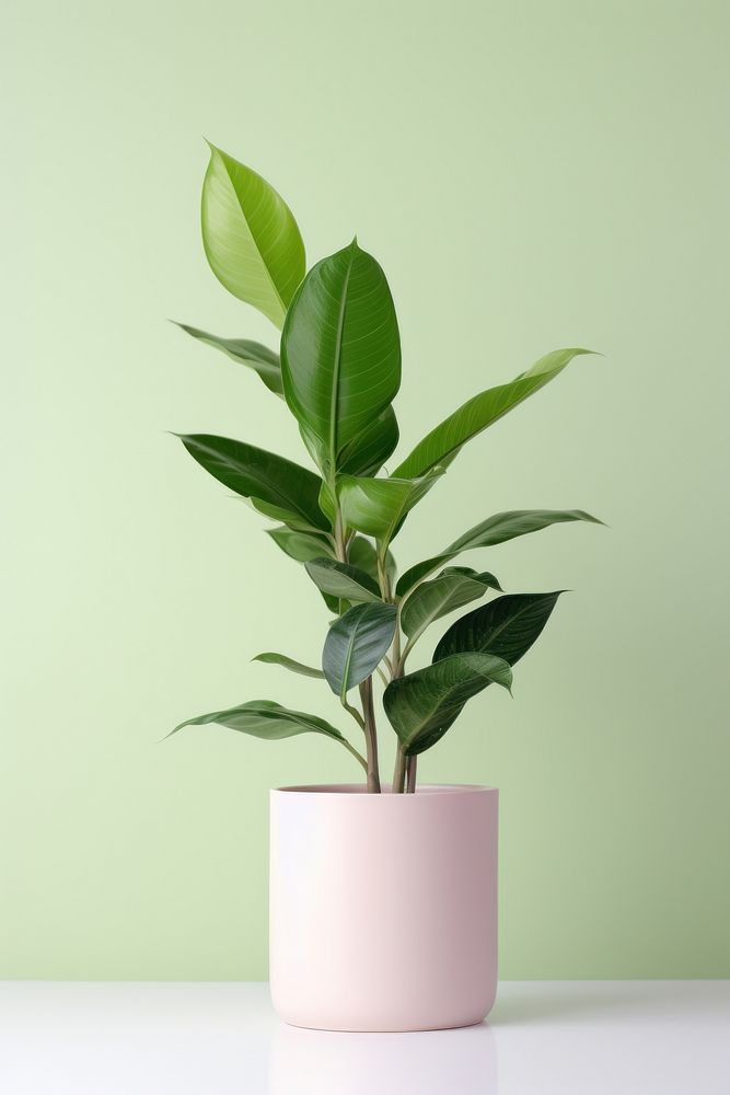 Houseplant leaf vase ecosystem. AI generated Image by rawpixel.