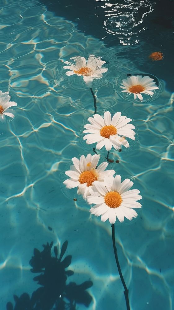 Swimming pool daisy floating outdoors. AI generated Image by rawpixel.