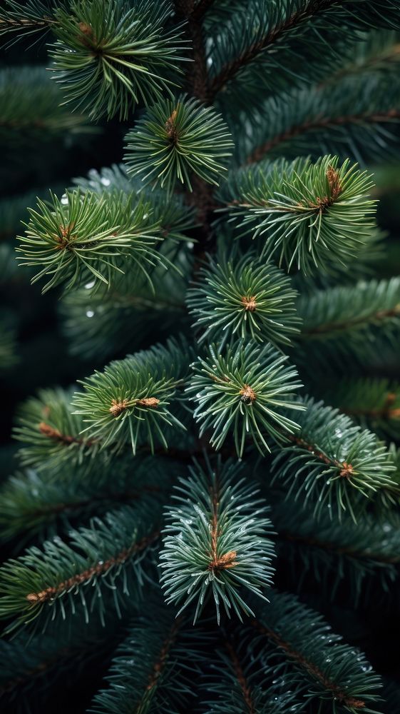 Pine tree christmas plant fir. AI generated Image by rawpixel.