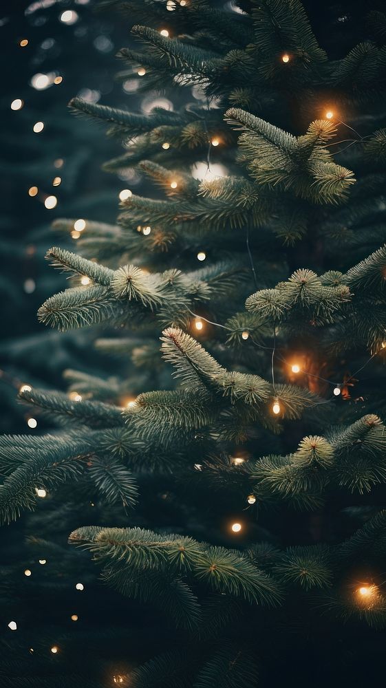 Spruce tree backgrounds christmas outdoors. | Free Photo - rawpixel