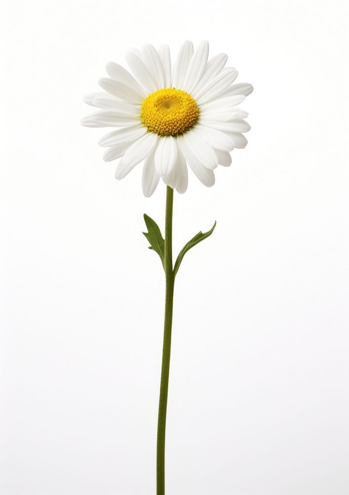 Daisy flower daisy plant white. AI generated Image by rawpixel.
