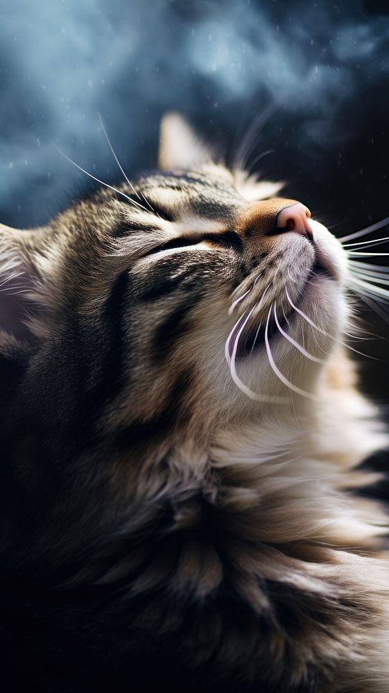 Cat licking background animal mammal kitten. AI generated Image by rawpixel.
