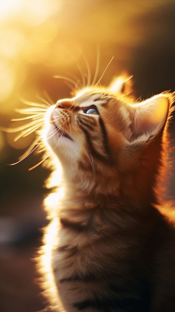 Cat licking background mammal animal kitten. AI generated Image by rawpixel.