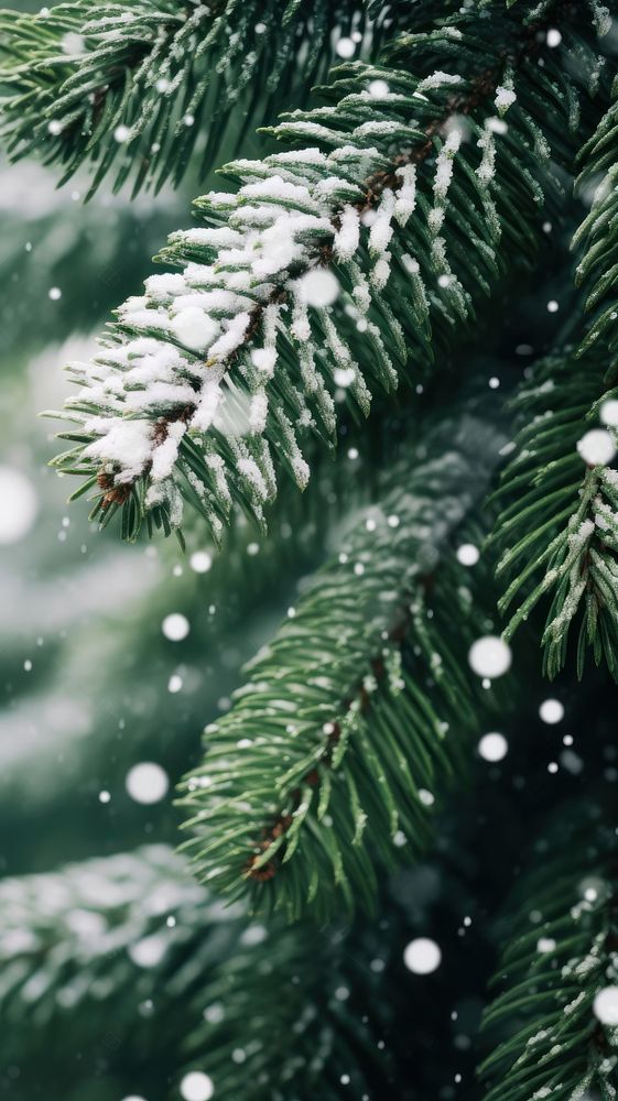 Spruce tree snow christmas outdoors. AI generated Image by rawpixel.