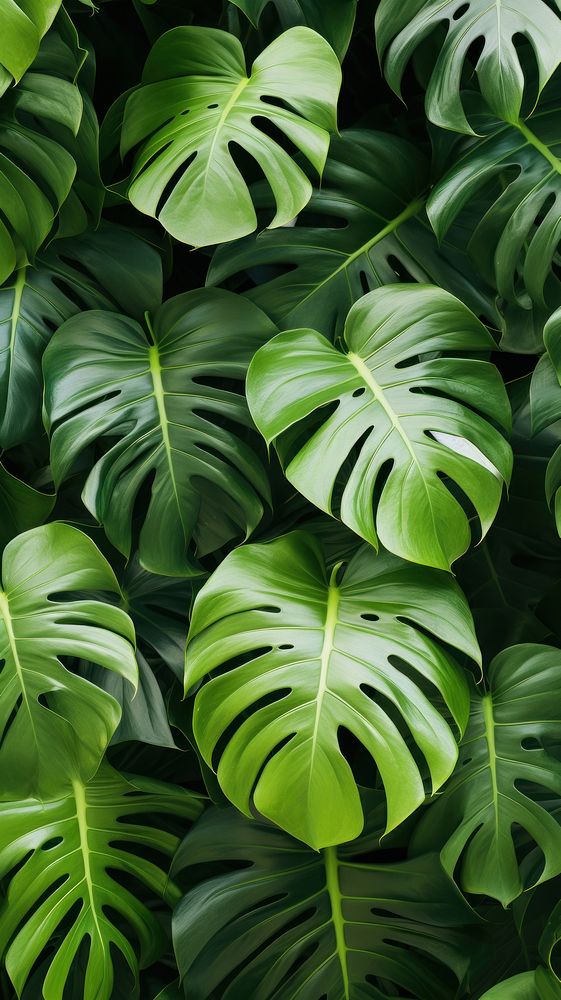A flatlay monstera background backgrounds vegetation outdoors. AI generated Image by rawpixel.