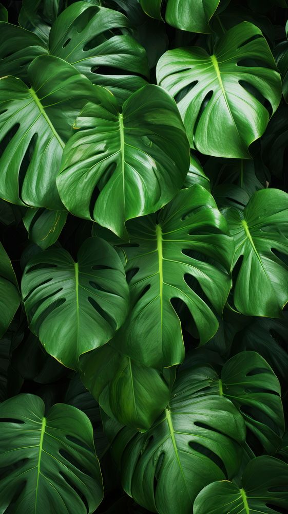 A flatlay monstera background backgrounds plant green. AI generated Image by rawpixel.