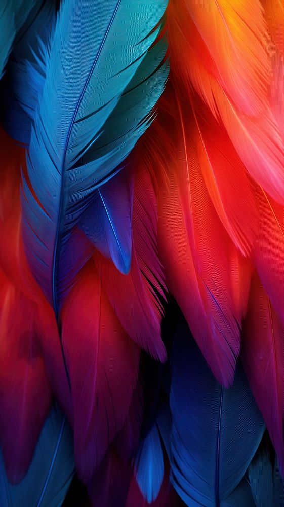 Abstract colourful feathers background backgrounds bird lightweight. 