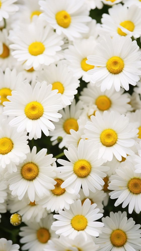 Daisy background backgrounds outdoors blossom. AI generated Image by rawpixel.