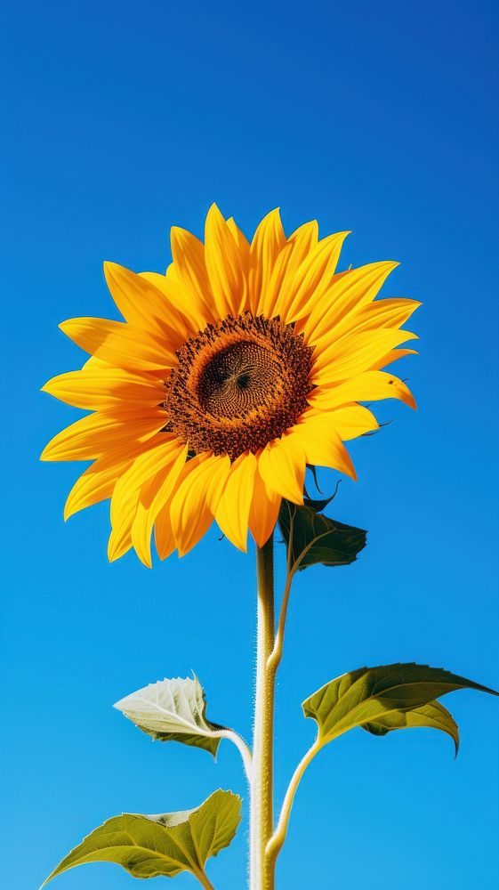 Sunflower blossom plant blue. AI generated Image by rawpixel.