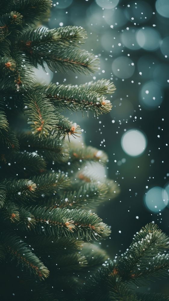 Spruce tree christmas winter plant. AI generated Image by rawpixel.
