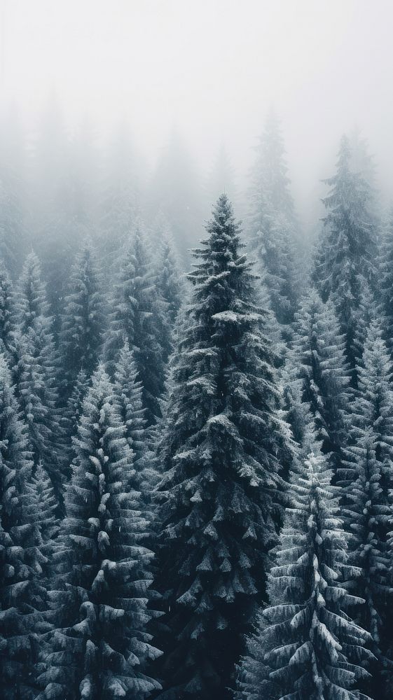 Spruce trees snow outdoors woodland. AI generated Image by rawpixel.