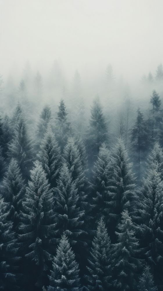 Spruce trees outdoors woodland nature. AI generated Image by rawpixel.