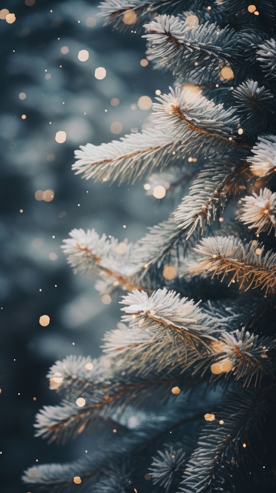 White spruce tree christmas winter plant. AI generated Image by rawpixel.