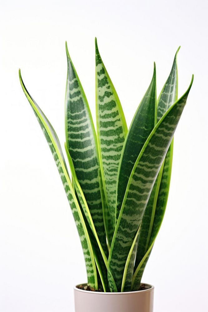 Leaf plant xanthorrhoeaceae white background. AI generated Image by rawpixel.