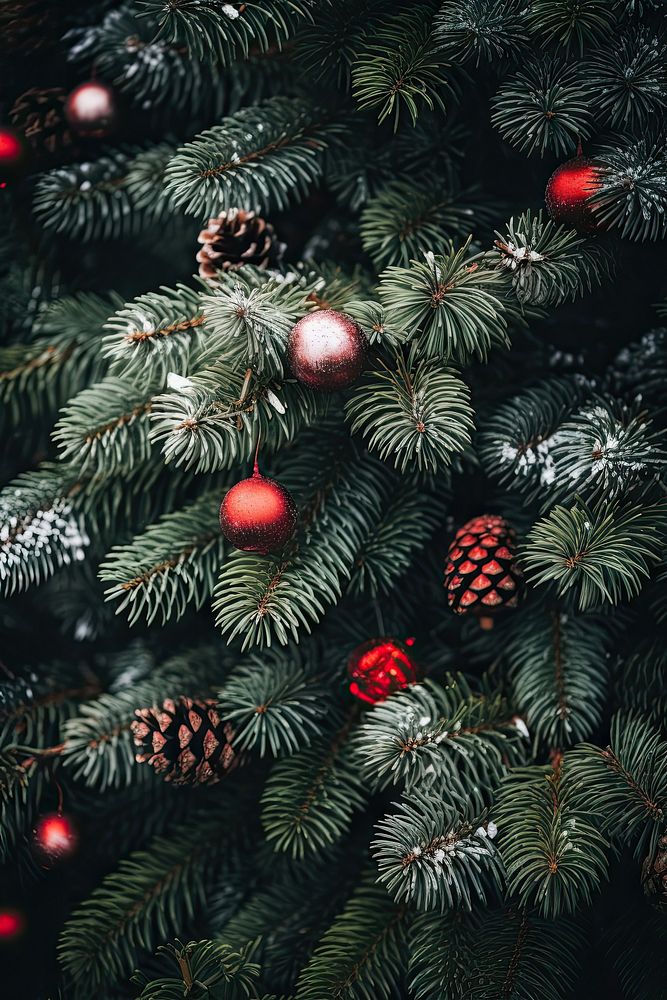 Christmas pine tree christmas decoration plant. AI generated Image by rawpixel.