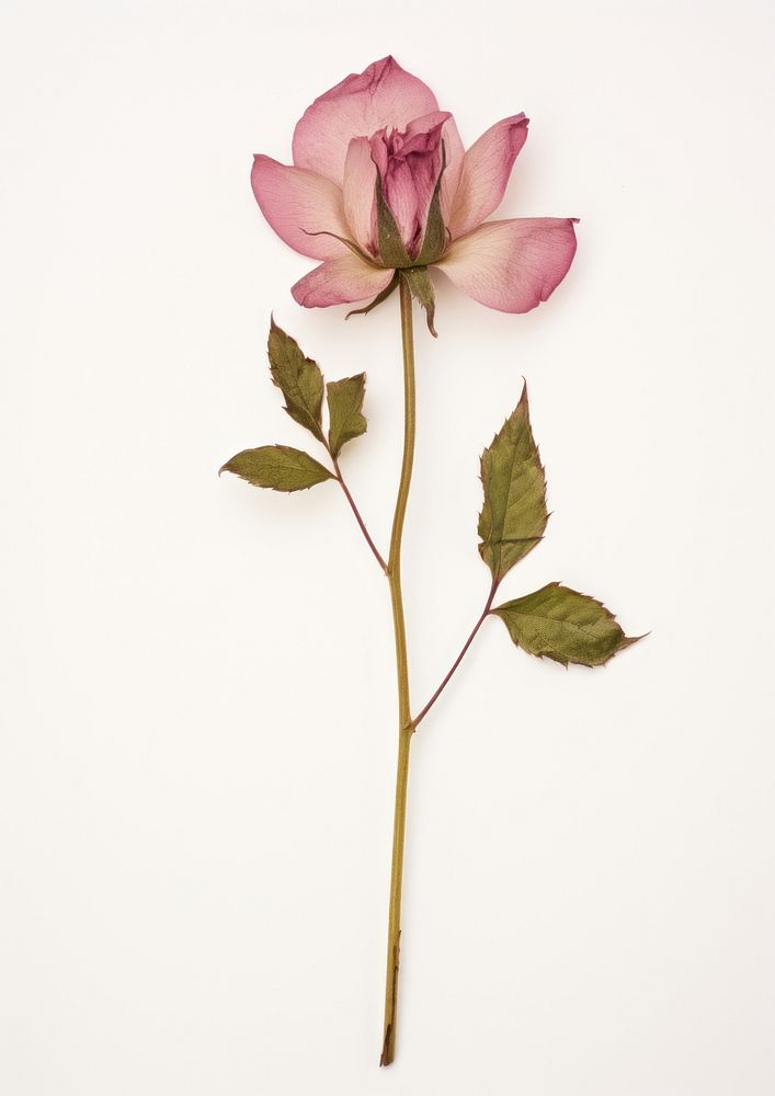 Rosa campanulata Pressed flower blossom petal plant. AI generated Image by rawpixel.
