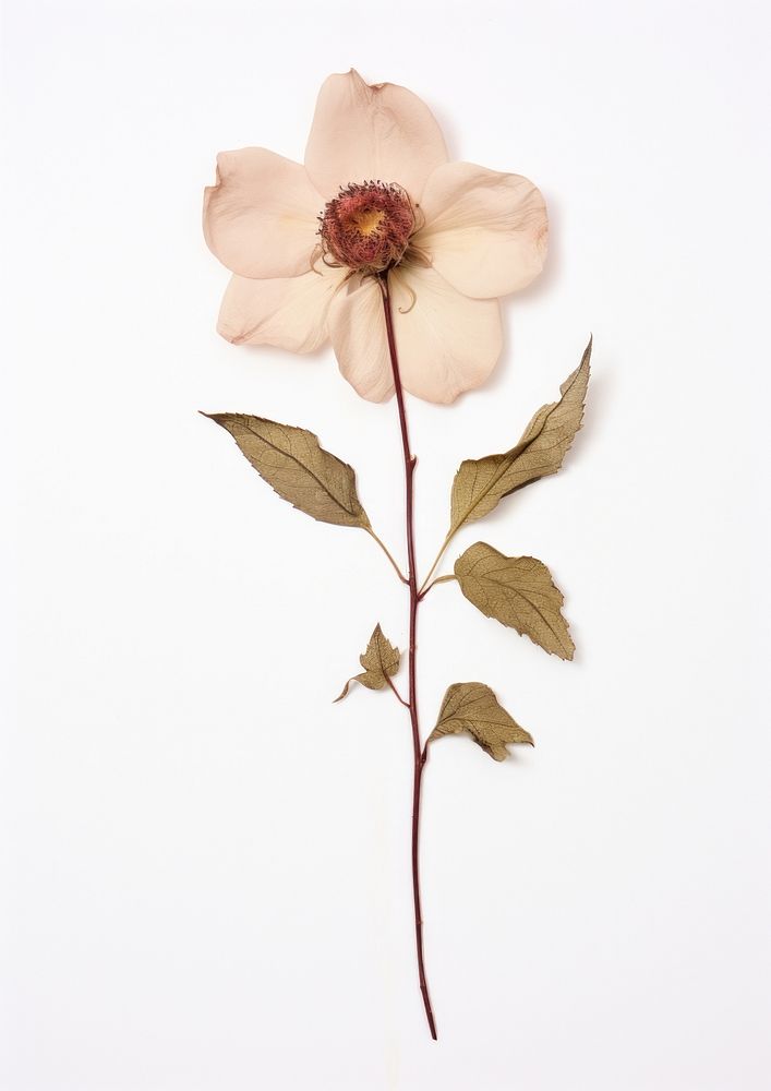 Rosa campanulata Pressed flower plant petal leaf. AI generated Image by rawpixel.