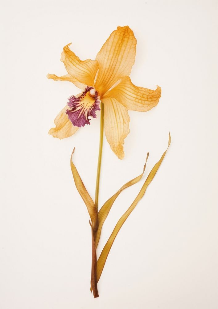 Real Pressed a single Dendrobium orchid flower petal plant inflorescence. AI generated Image by rawpixel.