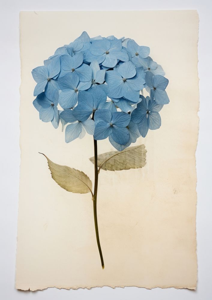 Real Pressed a single blue hydrangea flower painting plant. AI generated Image by rawpixel.