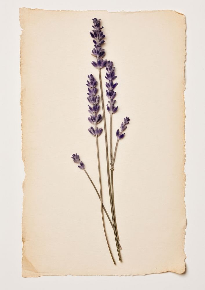 Real Pressed a single minimal lavender flower plant paper. AI generated Image by rawpixel.