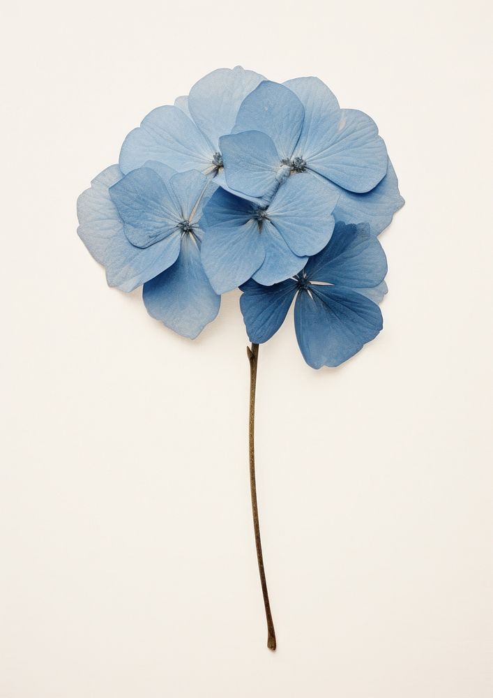 Real Pressed a single minimal blue hydrangea flower plant petal. AI generated Image by rawpixel.
