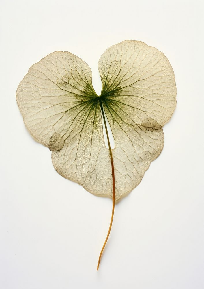 Real Pressed a single Heart-leaf Brunnera flower plant petal heart. AI generated Image by rawpixel.